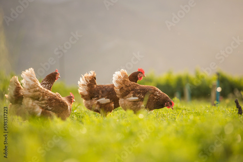 Close up image of a free range chicken on a farm in a field and in the chicken coop.