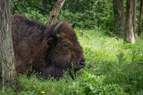 Obraz na płótnie A bison checking the horizon - close up side portrait w salonie