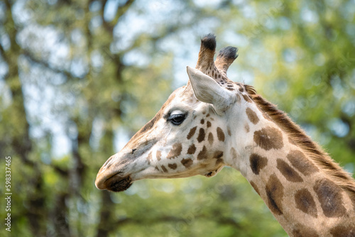 close up of giraffe head © VincentBesse 