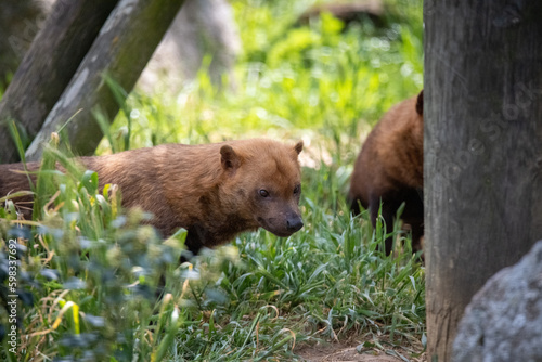 Bush dog - Speothos venaticus photo