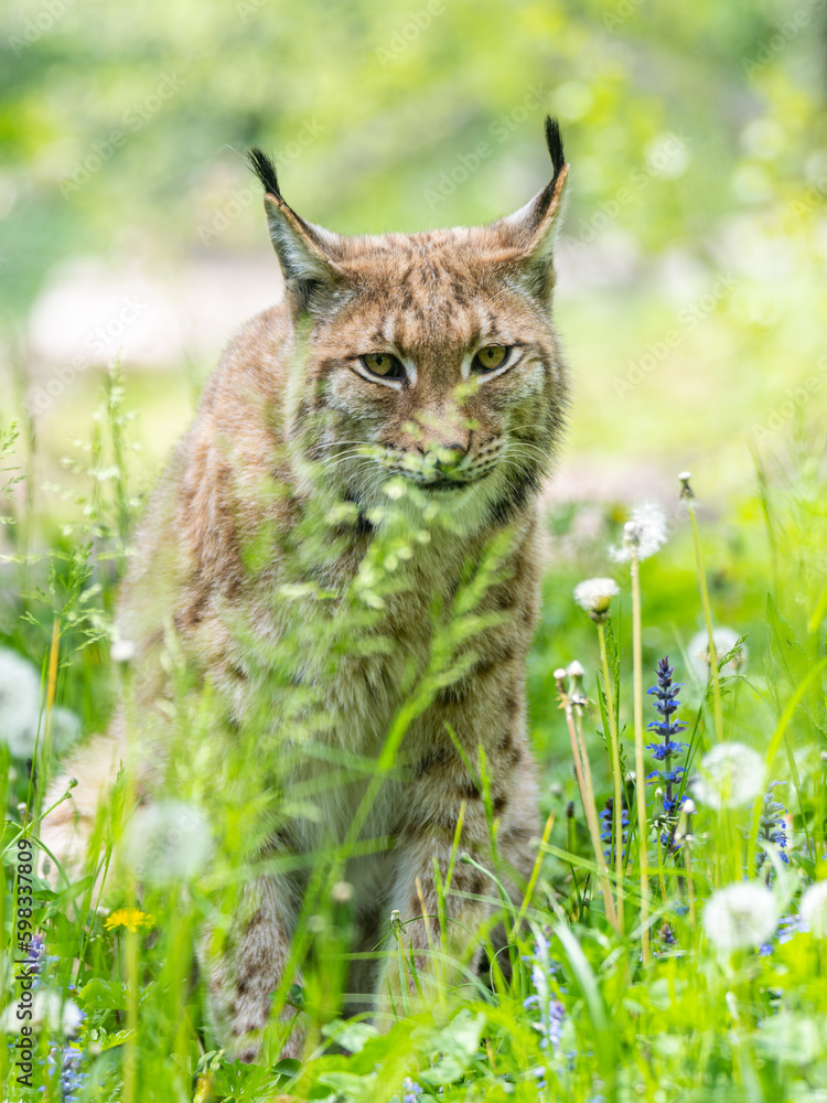 Eurasian Lynx (Lynx Lynx) walks on the grass. Taken in France