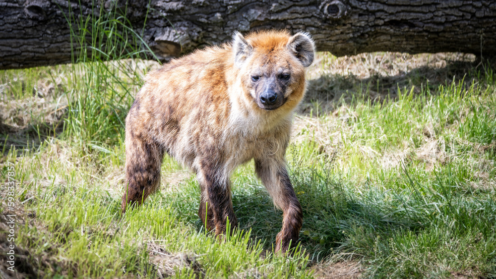 Hyène à l'affût dans son habitat naturel Hyène à l'affût dans son habitat naturel
