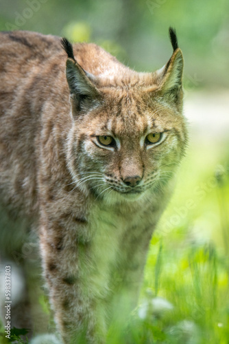 Eurasian Lynx (Lynx Lynx) walks on the grass. Taken in France