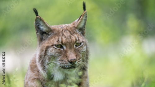 Eurasian Lynx (Lynx Lynx) walks on the grass. Taken in France