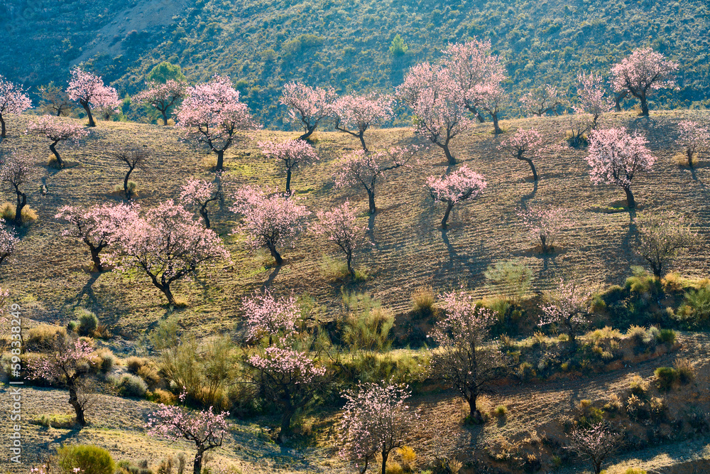 blooming almond trees in Andalusia, Spain - obrazy, fototapety, plakaty 