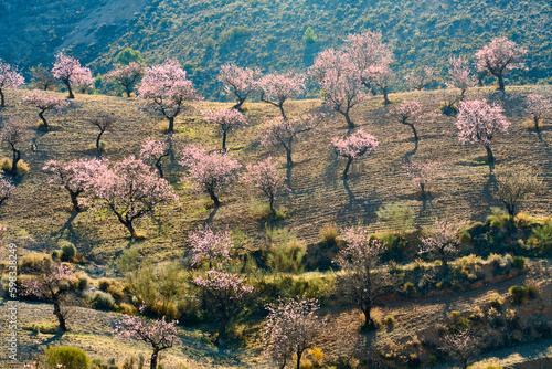 Fotografija blooming almond trees in Andalusia, Spain
