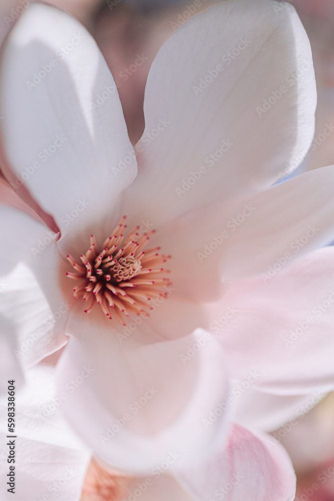 Obraz premium close up of white magnolia blossom