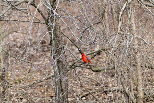 Cardinal perched