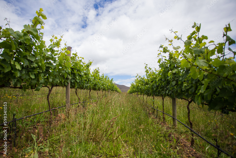 Scenic photo over vineyards in the Western Cape of South Africa, showcasing the huge wine industry of the country Scenic photo over vineyards in the Western Cape of South Africa, showcasing the huge wine industry of the country