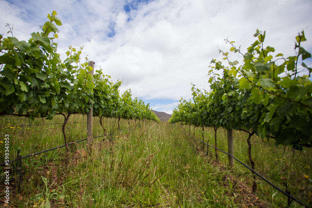 Scenic photo over vineyards in the Western Cape of South Africa, showcasing the huge wine industry of the country