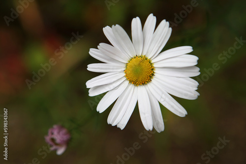 Siberian Chrysanthemum