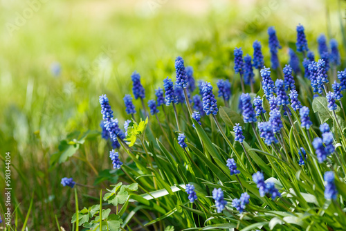 Foto Muscari flowers, Muscari armeniacum, Grape Hyacinths blue flowers blooming in spring garden