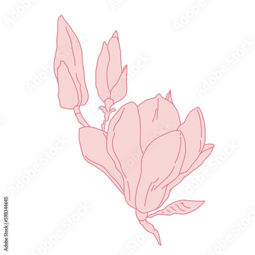 Fototapeta Naklejka Na Ścianę i Meble -  Magnolia group of flowers and buds blooming art. Hand drawn realistic detailed vector illustration. Pink line filled clipart.