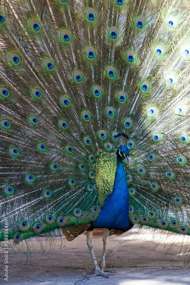 Naklejka premium Paon bleu mâle déployant son impressionnant plumage
