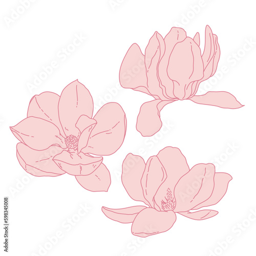 Magnolia group of flowers and buds blooming art. Hand drawn realistic detailed vector illustration. Pink line filled clipart.