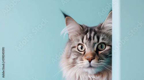 The Maine Coon cat peeks out from behind the wall on a pale blue background. AI generation © dwoow