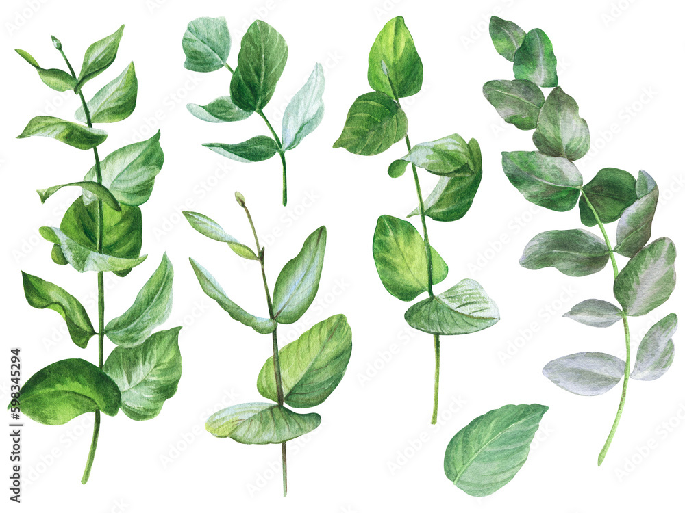 watercolor illustration set with leaves of eucalyptus