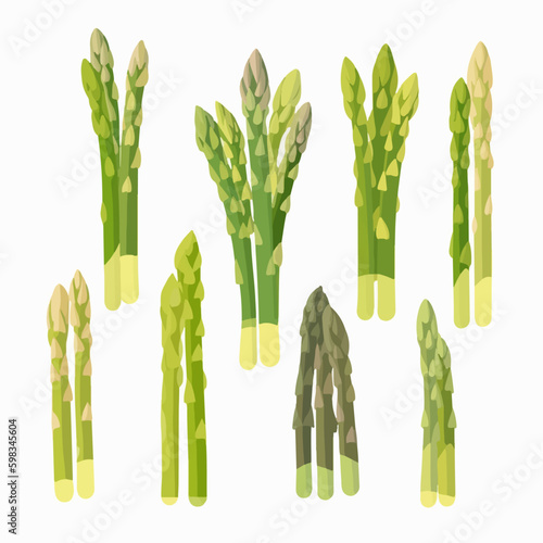 Hand-drawn asparagus botanical illustration