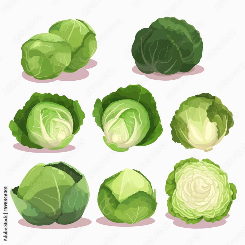 Realistic cabbage and vegetable sketch-style vector pack Realistic cabbage and vegetable sketch-style vector pack