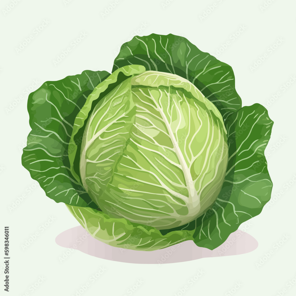 Hand-drawn purple cabbage illustration set Hand-drawn purple cabbage illustration set