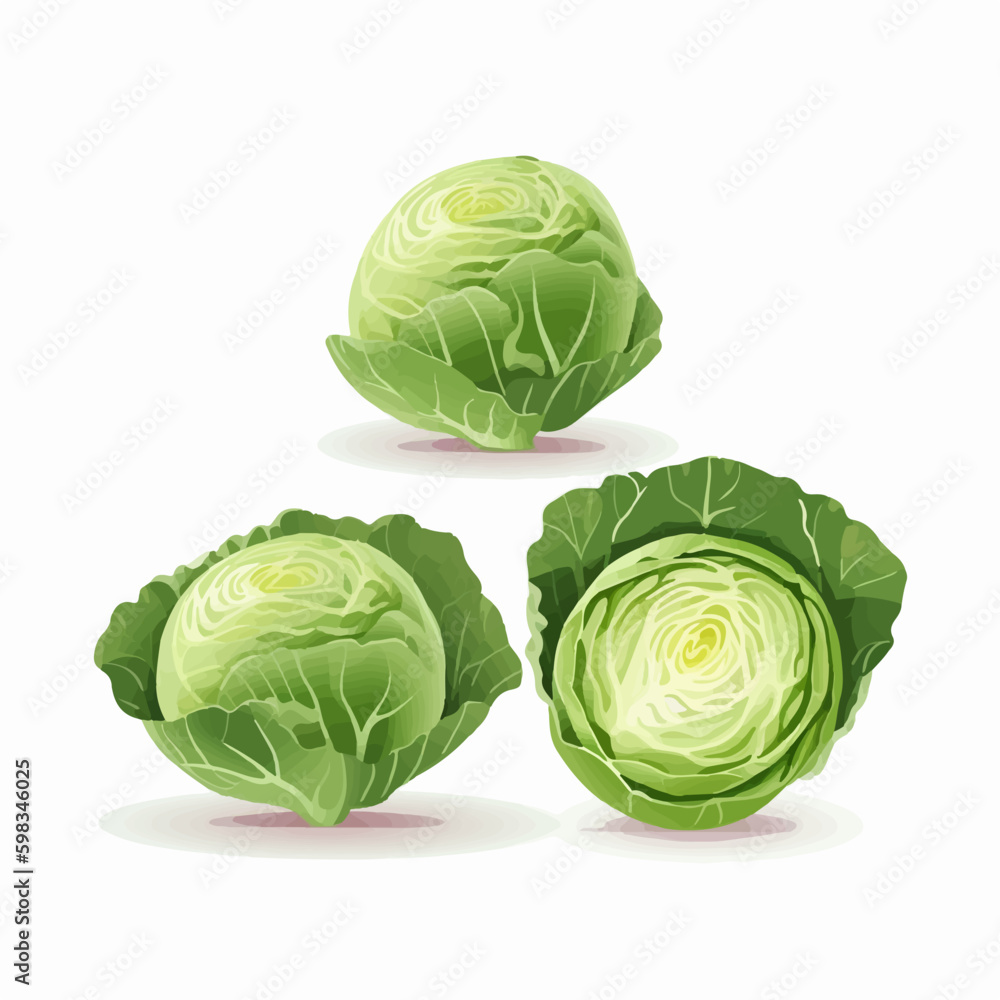 Fototapeta premium Set of hand-drawn cabbage illustrations