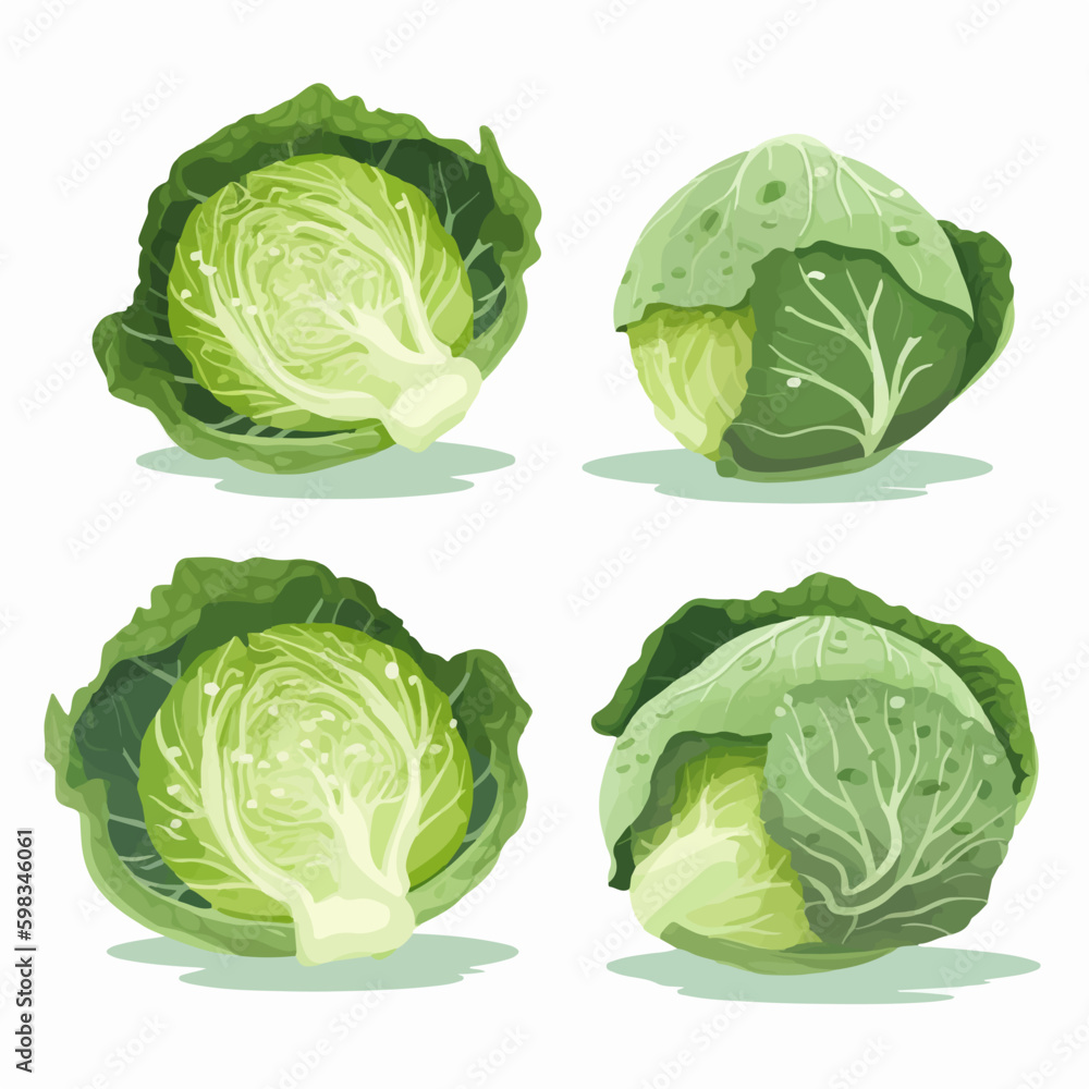 Fototapeta premium Elegant and simple cabbage and vegetable outline collection