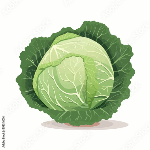 Set of colorful cabbage vector illustrations