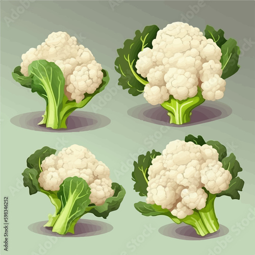 Vector drawing of a whole cauliflower with a stem
