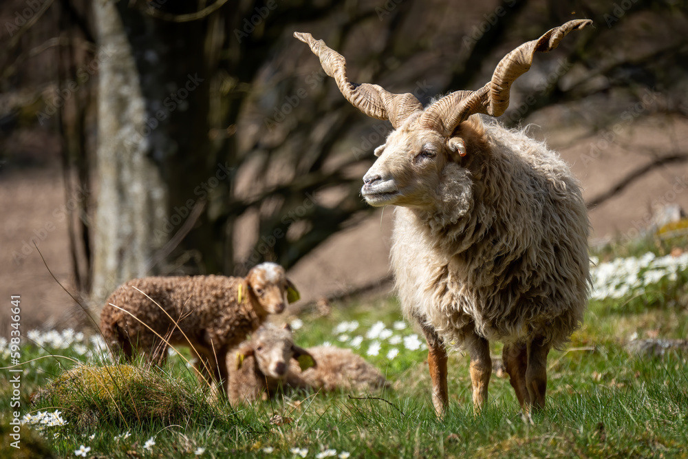 Racka sheep ram with spiral horns and lambs in the backgroound Racka sheep ram with spiral horns and lambs in the backgroound