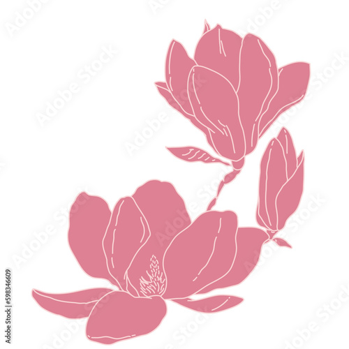 Magnolia group of flowers and buds blooming art. Hand drawn realistic detailed vector illustration. Pink and white outline clipart.