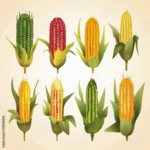 Vector illustration of a Corn plant growing from a seed