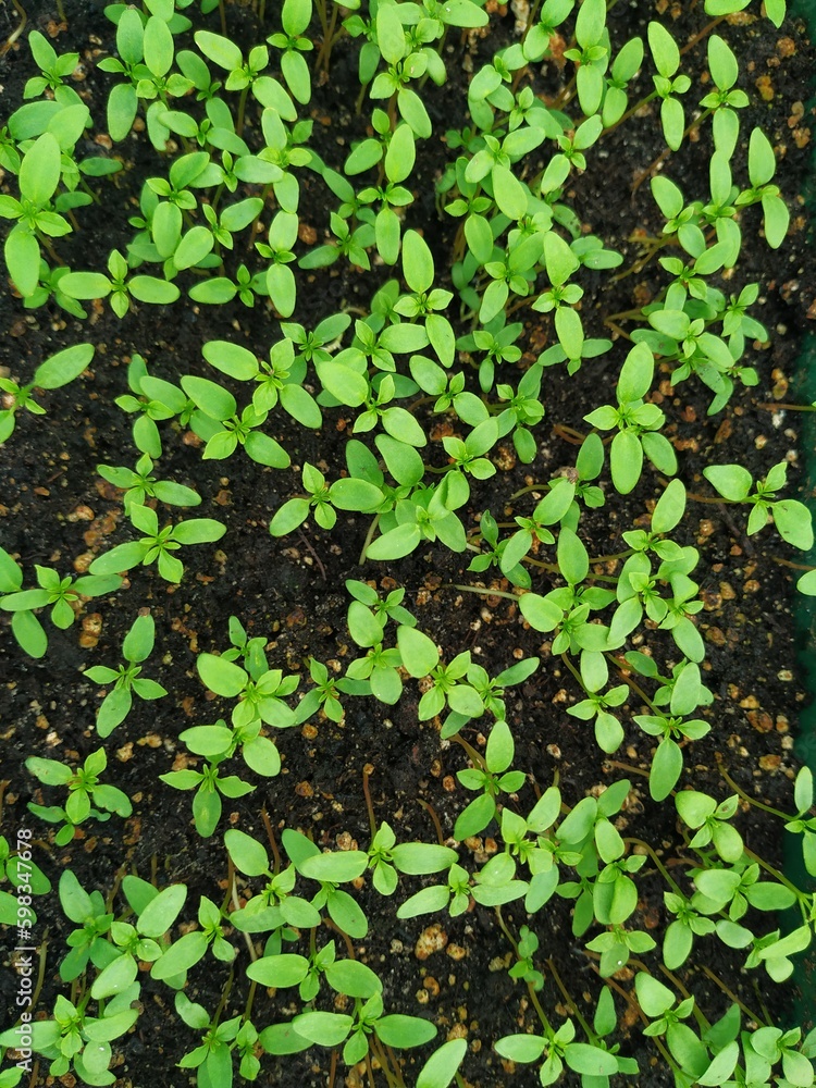 sowing seedlings in spring, shoots of seedlings, spring work sowing seedlings in spring, shoots of seedlings, spring work