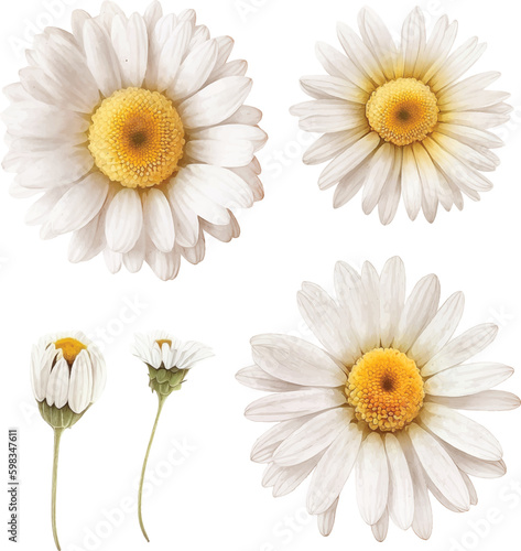  White daisy flower watercolor paint collection
