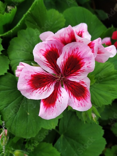 pink geranium flower closeup, pelargonium