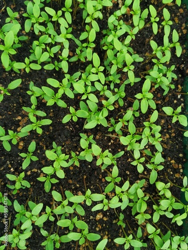 sowing seedlings in spring, shoots of seedlings, spring work
