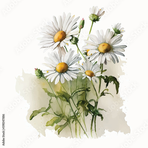  White daisy flowers watercolor paint