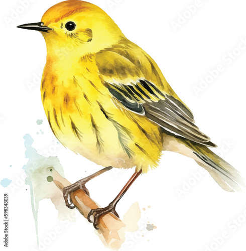  Yellow Warbler watercolor paint