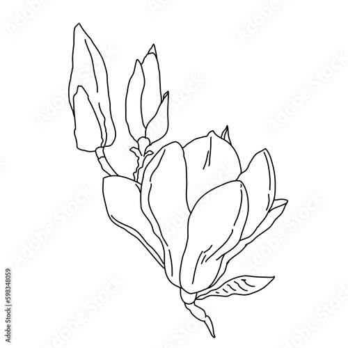 Magnolia group of flowers and buds in bloom outline art. Hand drawn realistic detailed vector illustration. Black and white clipart.