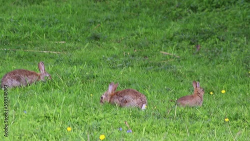 Young rabbits grazing and playing on green meadow are very shy and represent easter holidays living on a farmland meadow free and wild as shy baby rabbits hunted by predators like foxes and falcons