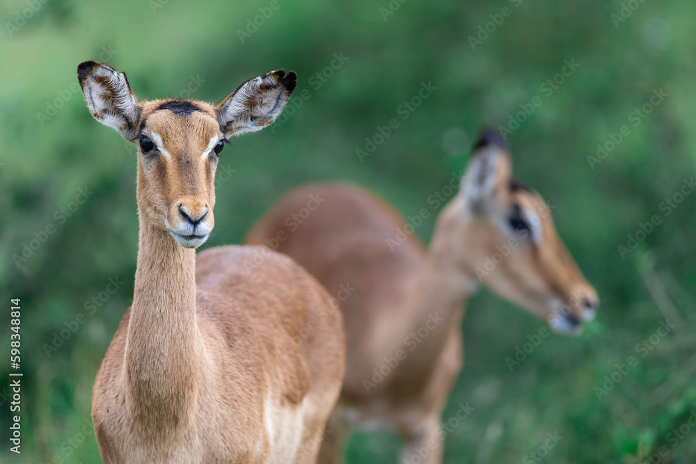 Impala front on portrait, with an out of focus second impala in the background, with green out of focus bush veld background, taken in Greater Kruger, Timbavati, South Africa
Impala front on portrait, with an out of focus second impala in the background, with green out of focus bush veld background, taken in Greater Kruger, Timbavati, South Africa