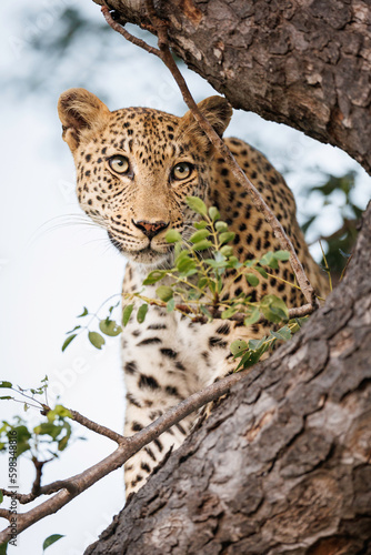 Aclose portrait of a leopard in a tree, Greater Kruger, Timbavati reserve, South Africa.  photo