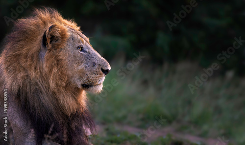 large male lion, soft evening light, side profile, portrait, with large blurred green background for copy