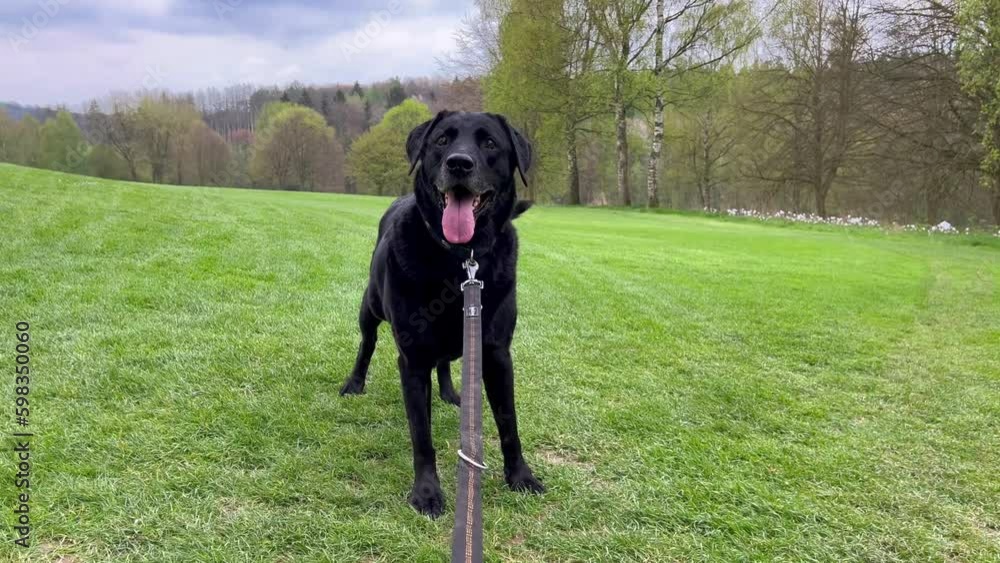 Senior blind black labrador dog plays outdoors in spring park. Caring for elderly animals. Pets play outdoors. High quality 4k footage Generative AI Senior blind black labrador dog plays outdoors in spring park. Caring for elderly animals. Pets play outdoors. High quality 4k footage Generative AI