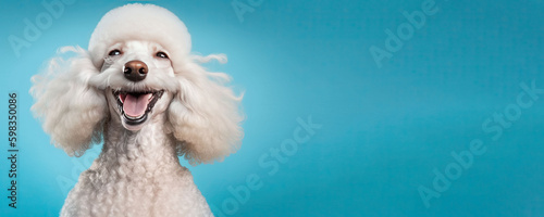 Happy poodle on blue background, Generative AI