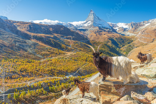 Balade au dessus de Zermatt face au Cervin/ Matterhorn. Ces chèvres à deux couleurs ne se trouvent que dans le Valais en Suisse