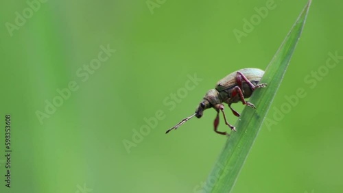 Green bug Polydrusus formosus on green grass in springtime meadow crawling up and down in close-up macro view with green blurred background as broad-nosed weevil beetle natural idyllic garden scenery photo