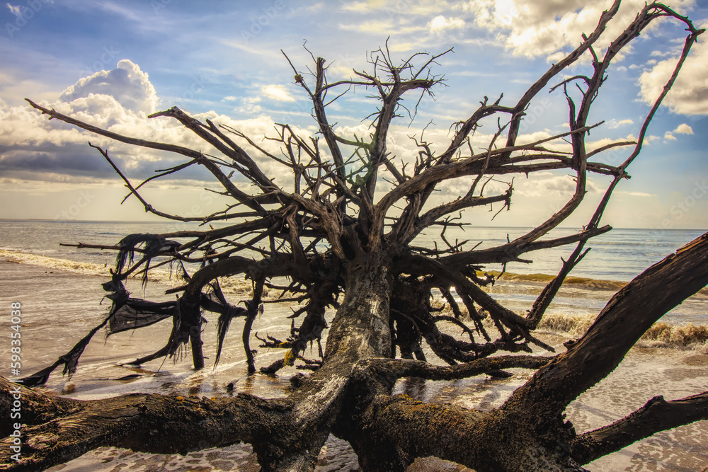 Dead Tree on Beach