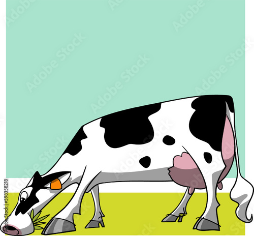 Holstein dairy cow grazing on side view with a great udder