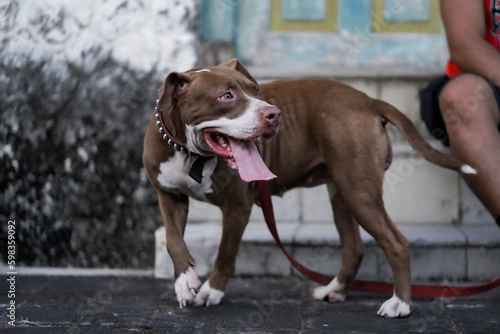 closeup, front view of a pitbull dog being played with in an urban area