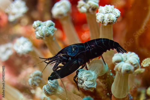 Diving Nabucco & Nunukan Island - Maratua Atoll Indonesia photo